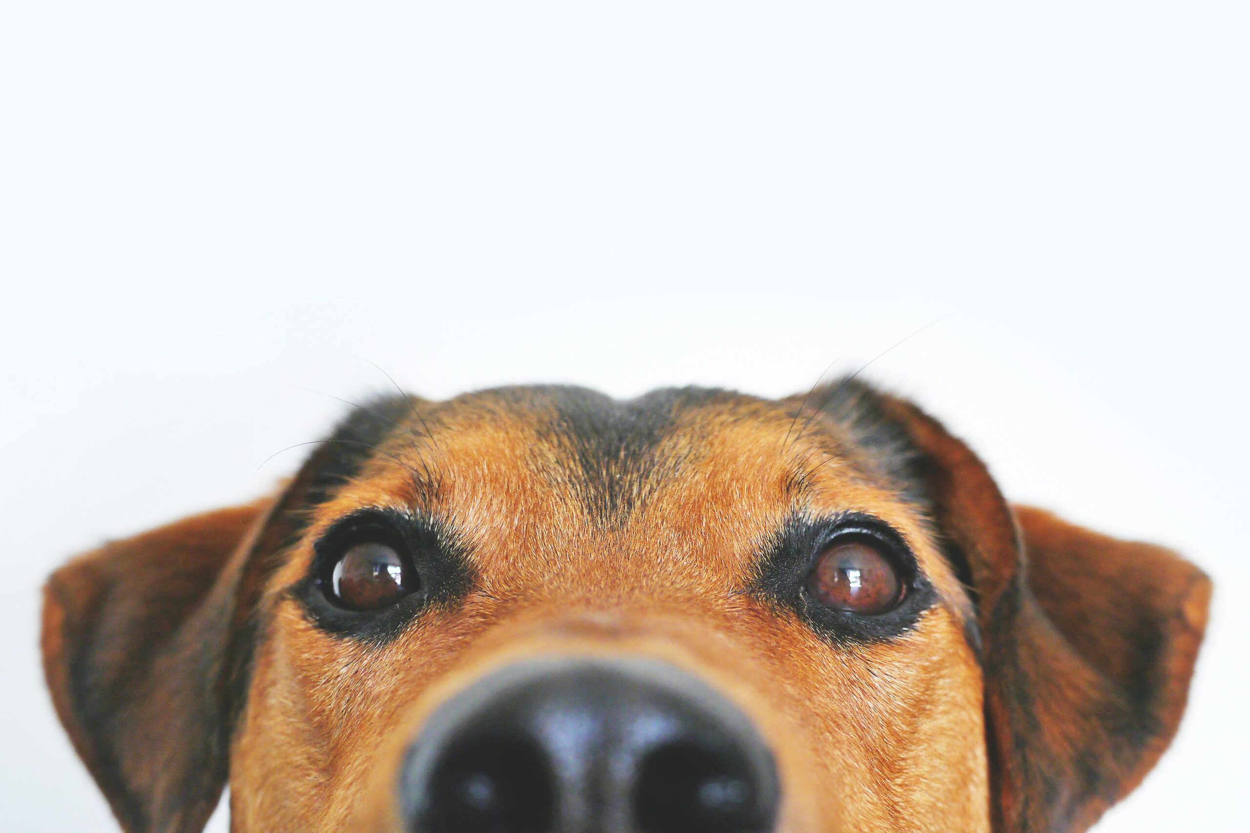 Cachorros e sua convivência com humanos